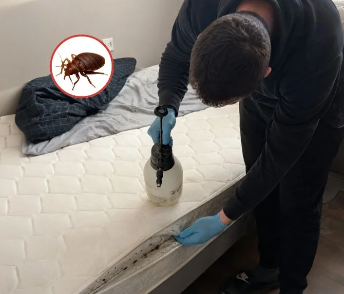 Technicien traitant un matelas contre les punaises de lit à Chambourcy
